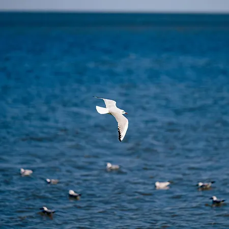 Nazli - 2 Min De Plaja Eforie Nord