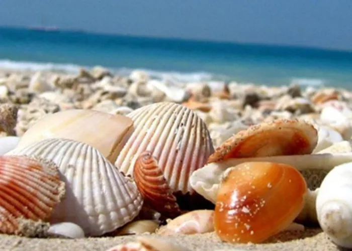 Апартаменты Nazli - 2 Min De Plaja